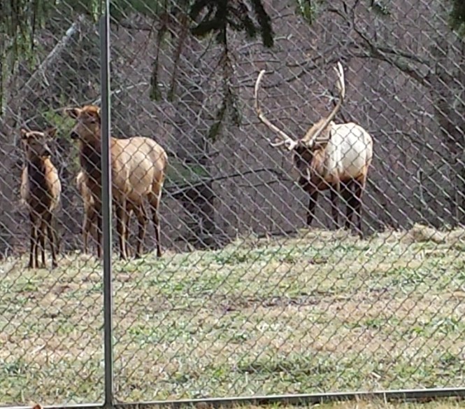 Elk at French Creek