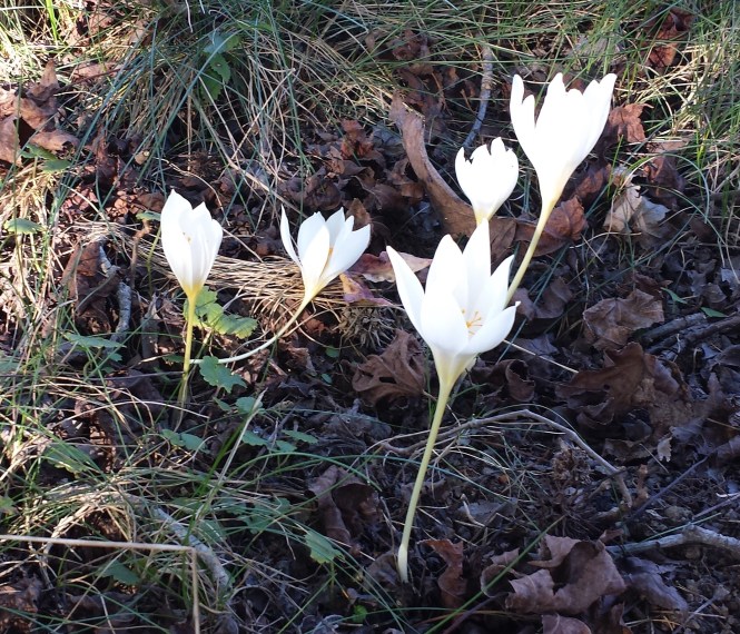 Autumn Crocus