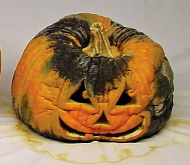 Rotting Pumpkin