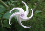 Datura wrightii flower opening, pure white with pinkish highlights in a silky pinwheel