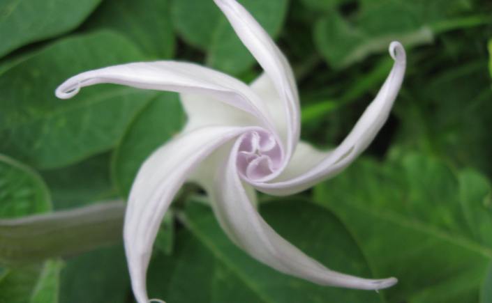 Datura wrightii flower opening, white petals with pink highlights opening in a silky swirl