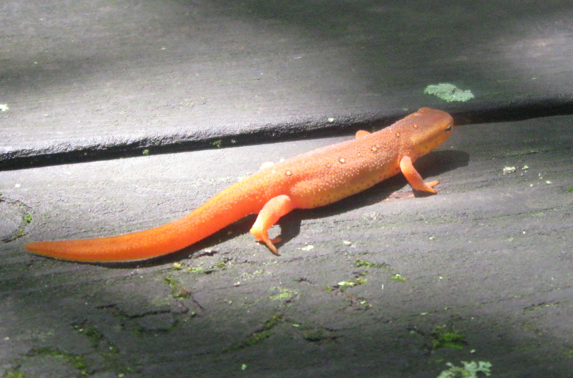Red Spotted Newt