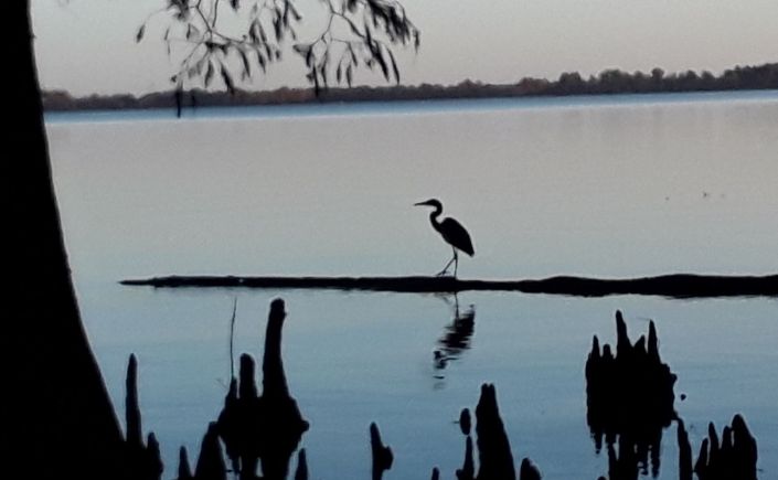 Great Blue Heron striding along a drifting log in Reelfoot Lake State Park, Tennessee