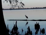 Great Blue Heron striding along a drifting log in Reelfoot Lake State Park, Tennessee