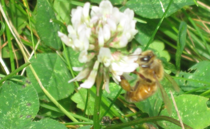 Honeybee on white clover