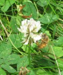 Honeybee on white clover